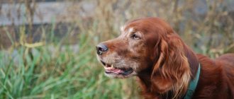 Key facts about the Irish Setter