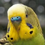 Parrot beak