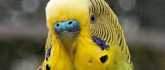 Parrot beak