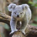 koala walks on a branch