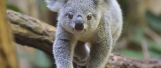 koala walks on a branch