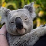 Koala in the arms of a person