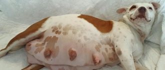 When an animal has a lot of happiness: what to feed a pregnant dog and after giving birth?