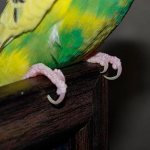 parrot claws