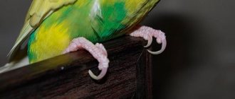 parrot claws