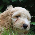 Cockapoo: description and photo of the Cocker Poodle breed