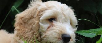 Cockapoo: description and photo of the Cocker Poodle breed