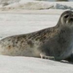 ringed seal - photo