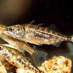 stickleback fish