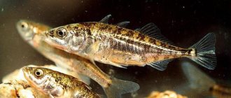 stickleback fish