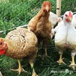 Compound feed for broiler chickens.