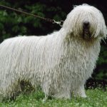 Komondor