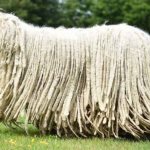 Komondor