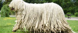 Komondor