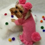 Set of knitted clothes for a small dog