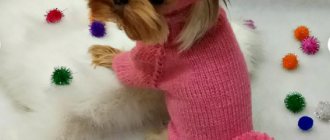 Set of knitted clothes for a small dog