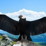 Andean Condor