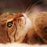 Conjunctivitis in cats