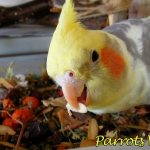 Corella eats