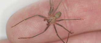 brown house spider