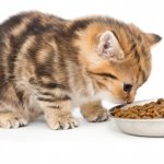 Kitten food - which is the best, review