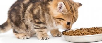 Kitten food - which is the best, review