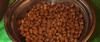 Eukanuba dog food in a bowl