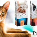 Proplan food for cats