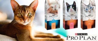 Proplan food for cats