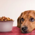 It is necessary to feed your pet with high-quality food