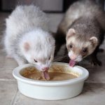 Feeding your ferret