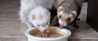 Feeding your ferret