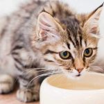 Feeding Maine Coon kittens