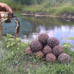 Feeding pond crayfish