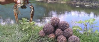 Feeding pond crayfish