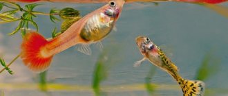 feeding fish in an aquarium