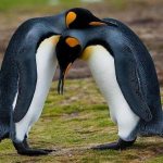 King-penguin-Description-features-species-lifestyle-and-habitat-birds-18