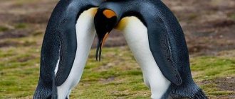 King-penguin-Description-features-species-lifestyle-and-habitat-birds-18