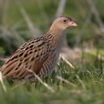 corncrake photo