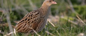 corncrake photo