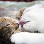 Cat love