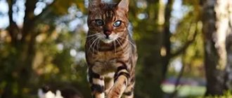 Bengal cat