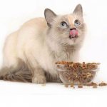 Cat eats dry food