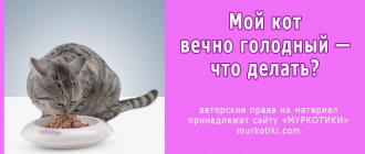 Кошка (кот) постоянно просит есть: причины и их устранение