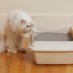 The cat doesn&#39;t recognize the litter box