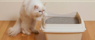 The cat doesn&#39;t recognize the litter box