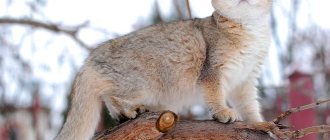 Chinchilla cat photo