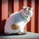 Cat sitting in the sun