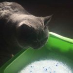 Cat at the litter box