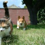 cat runs away from dog